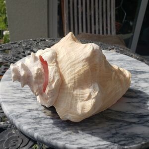 Queen Conch Heavy Shell